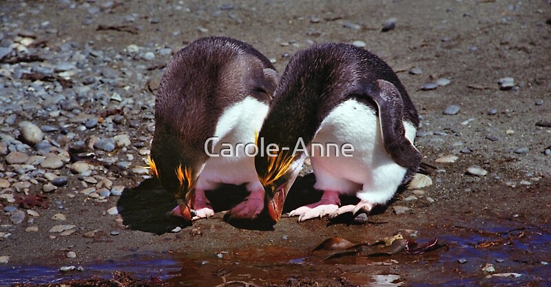 "Royal Penguins Collecting Pebbles For Their Nest" by  