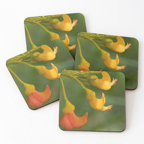 Item preview, Flowers of Black Bean Tree (Castanospermum australe) designed and sold by Connie Pinson.