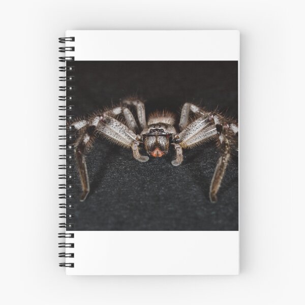 Item preview, huntsman spider designed and sold by col hellmuth.