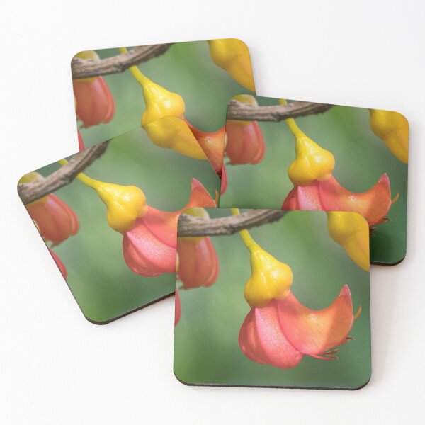 Item preview, Flowers of Black Bean Tree (Castanospermum australe) designed and sold by Connie Pinson.