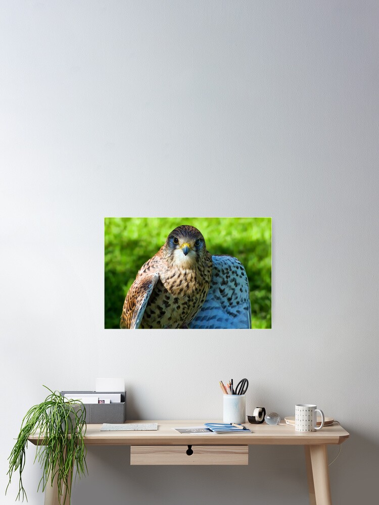 Thumbnail 2 of 3, Poster, Common Kestrel designed and sold by Siska.