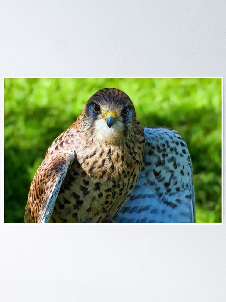 Thumbnail 1 of 3, Poster, Common Kestrel designed and sold by Siska.