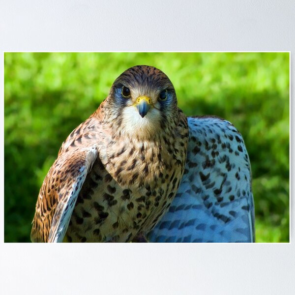 Item preview, Common Kestrel designed and sold by Dorset Girl.