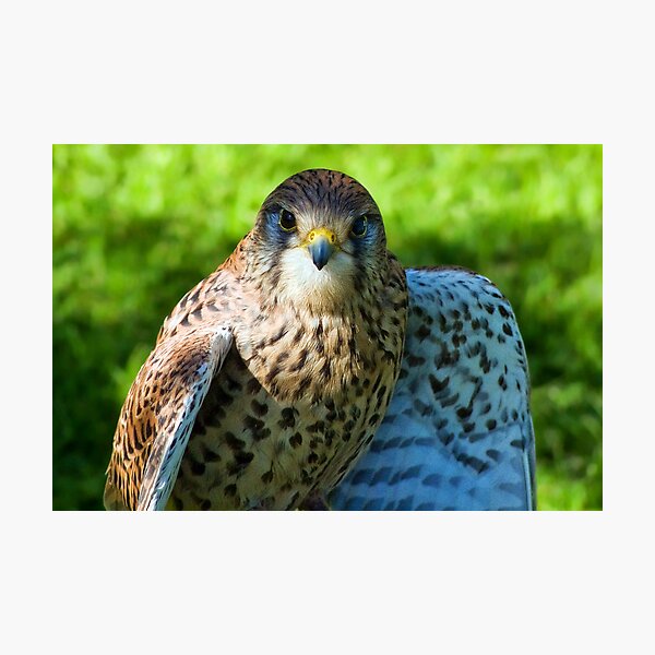 Item preview, Common Kestrel designed and sold by Dorset Girl.
