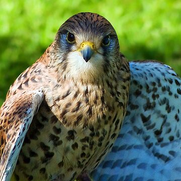 Artwork thumbnail, Common Kestrel by Dorset Girl
