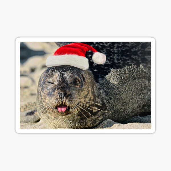 Holiday Harbor Seal Sticker