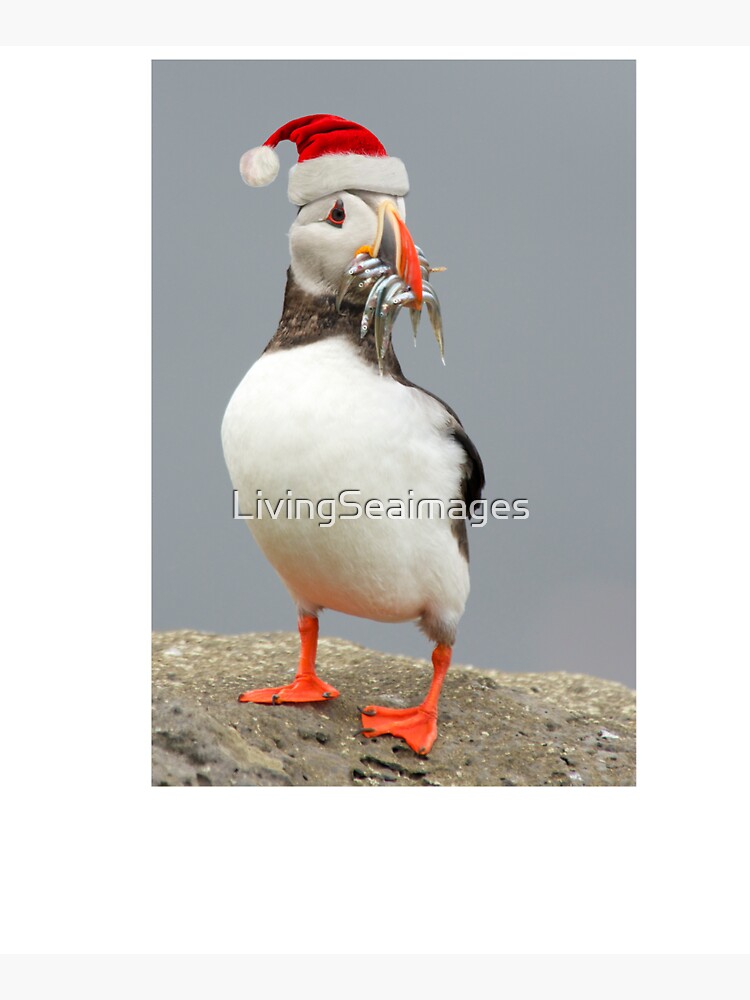 Holiday Puffin by LivingSeaimages