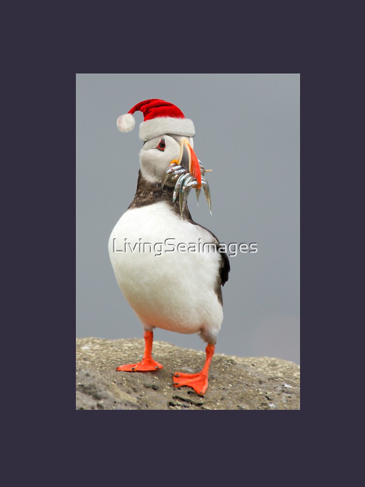 Holiday Puffin by LivingSeaimages