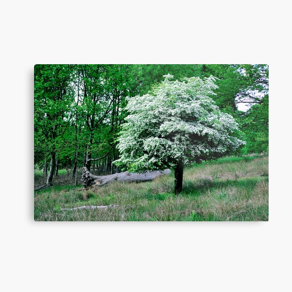 In to the Wilderness Metal Print