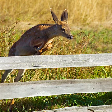 Artwork thumbnail, Over the Fence by Randall Ingalls