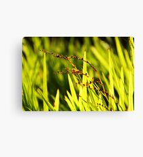 Weeds Canvas Print
