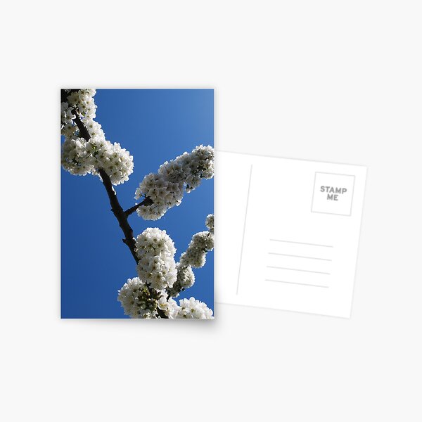 The Darling Buds of April Postcard