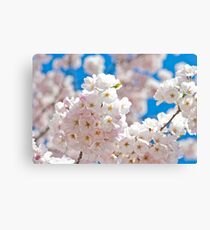 Cherry Blossoms 02 Canvas Print
