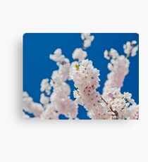 Cherry Blossoms 03 Canvas Print