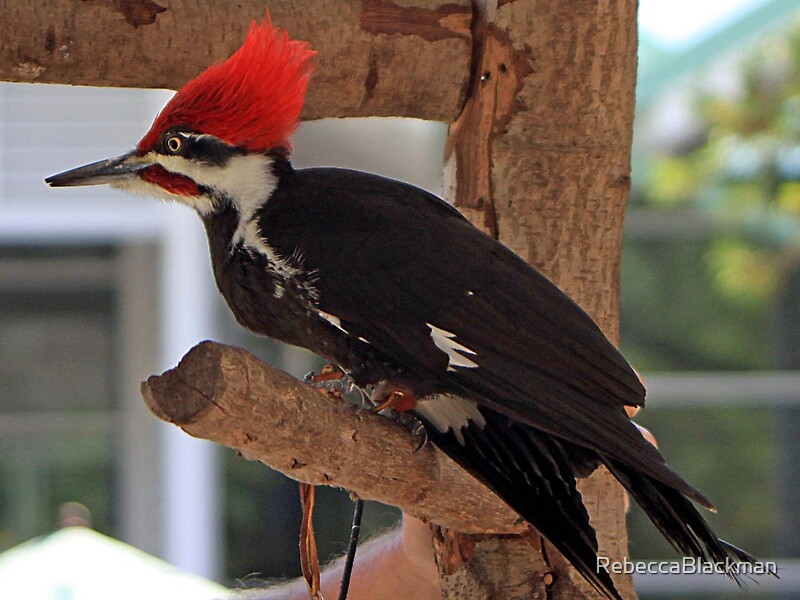 "Woody Woodpecker" by RebeccaBlackman | Redbubble