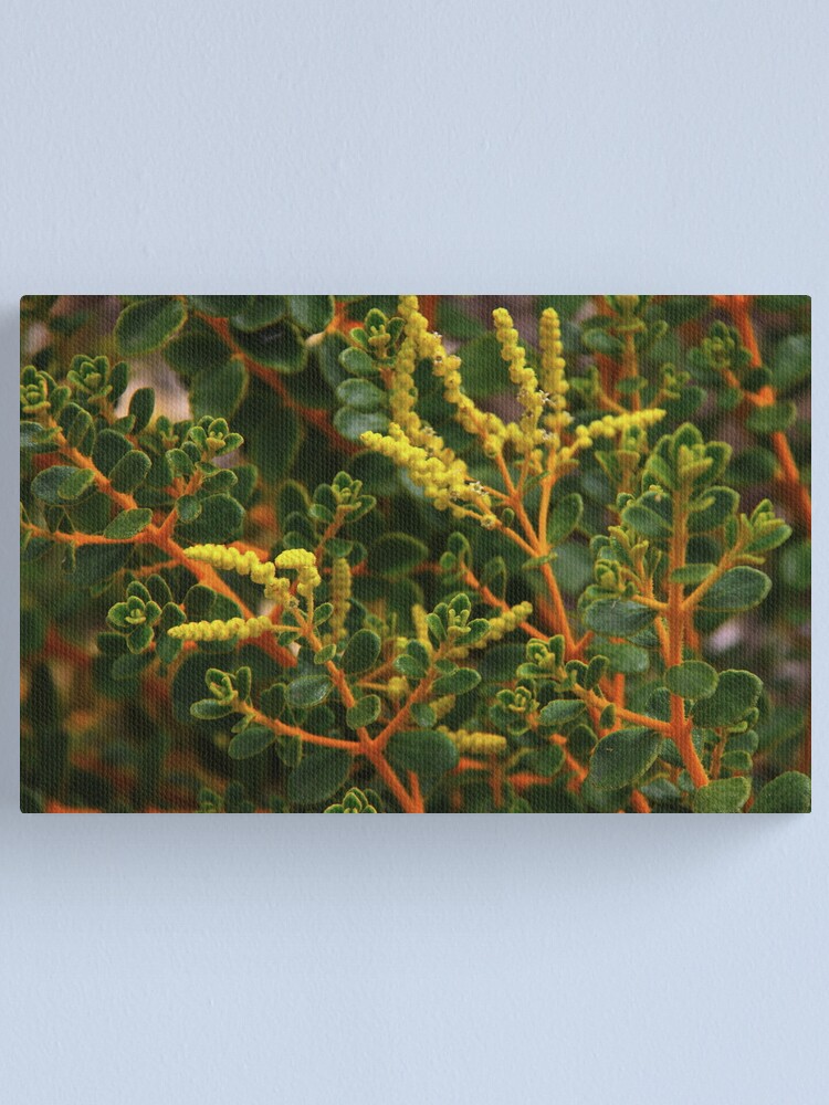 Alternate view of Physopsis chrysophylla Canvas Print