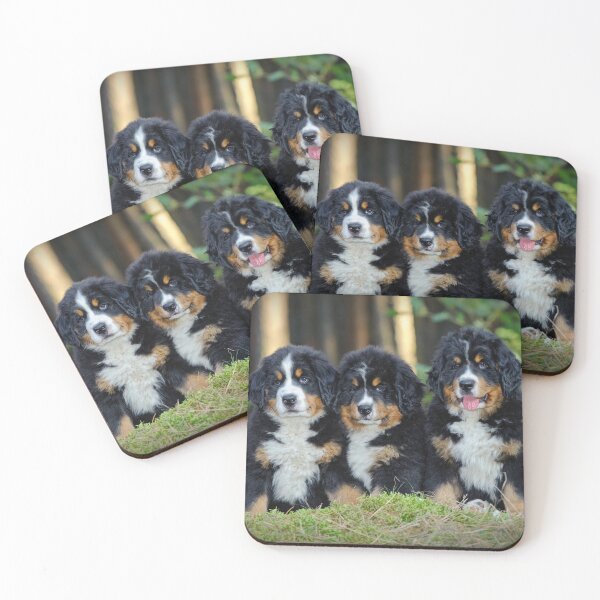 Item preview, Bernese Mountain Dog puppies designed and sold by PetsArt.