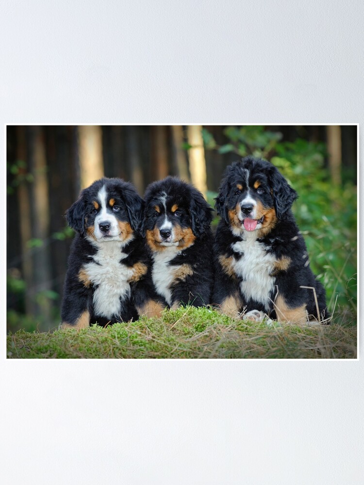 Bernese Mountain Dog puppies