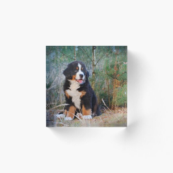 Artikelvorschau, Berner Sennenhundwelpe entworfen und verkauft von PetsArt.