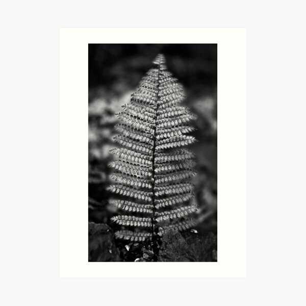 Silver Fern Art Print