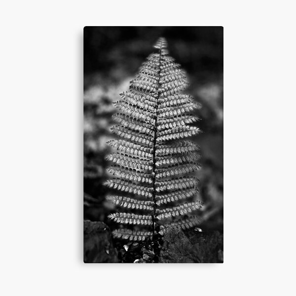 Silver Fern Canvas Print