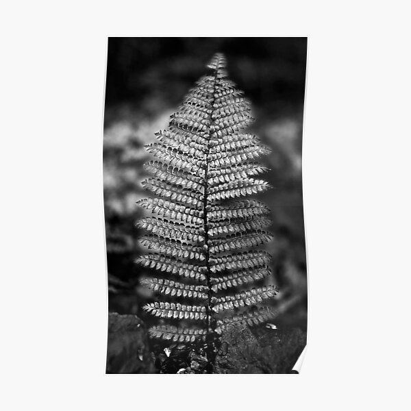 Silver Fern Poster