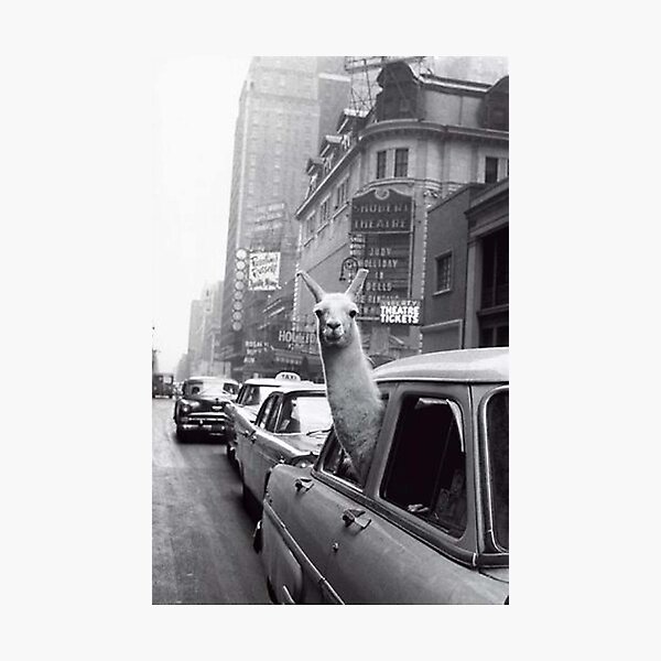 New York Llama Photographic Print