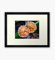 Fungus Framed Print