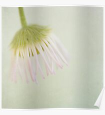 Flypaper Daisy Poster