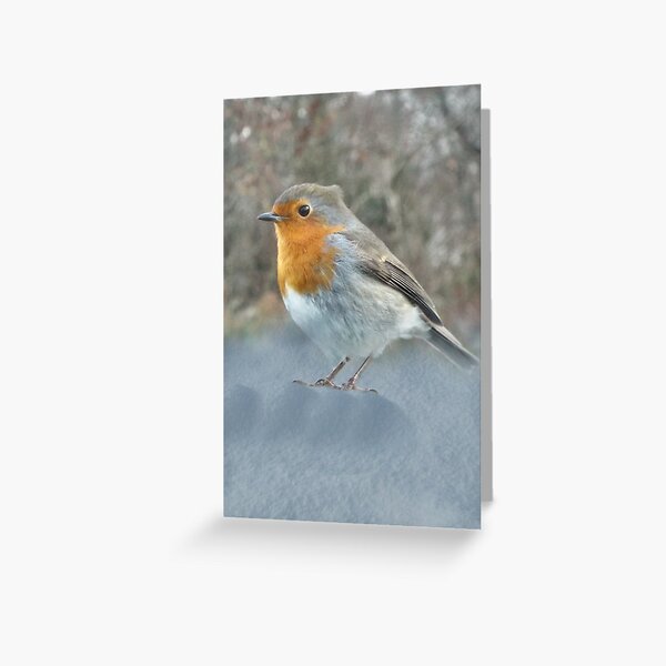 A Robin Greeting Card