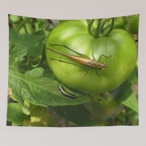 Item preview, Tomato Hopping designed and sold by Elizabeth "Tibby" Steedly.