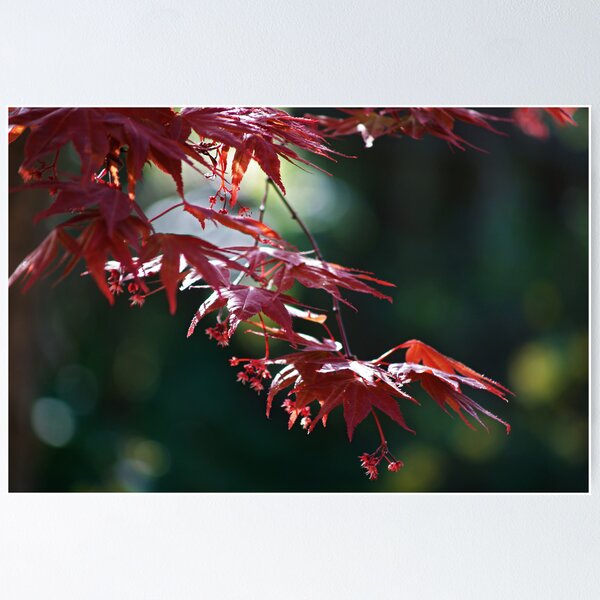 Item preview, Acer palmatum 'Atropurpureum' designed and sold by WatscapePhoto.