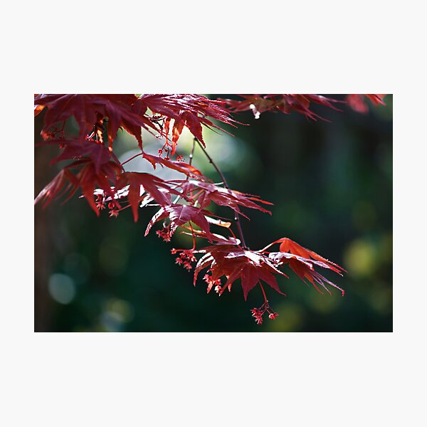 Aperçu de l'œuvre Acer palmatum 'Atropurpureum' créée et vendue par WatscapePhoto.