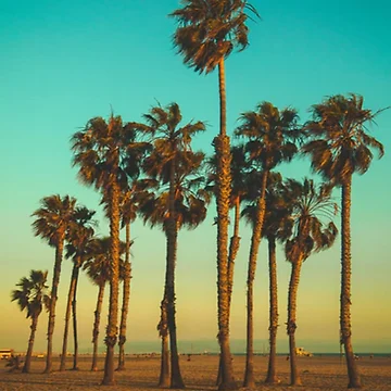 Artwork thumbnail, PALM by RokSIMPSON
