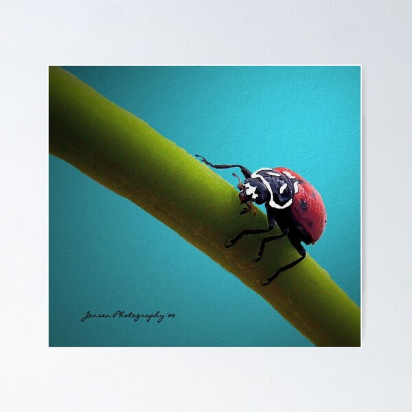 Artikelvorschau, In The Spot Light ( Ladybug Series ) entworfen und verkauft von Carla Jensen.