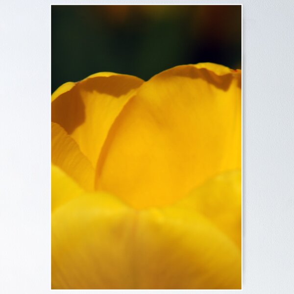 Item preview, Golden Tulip designed and sold by sjlphotography.