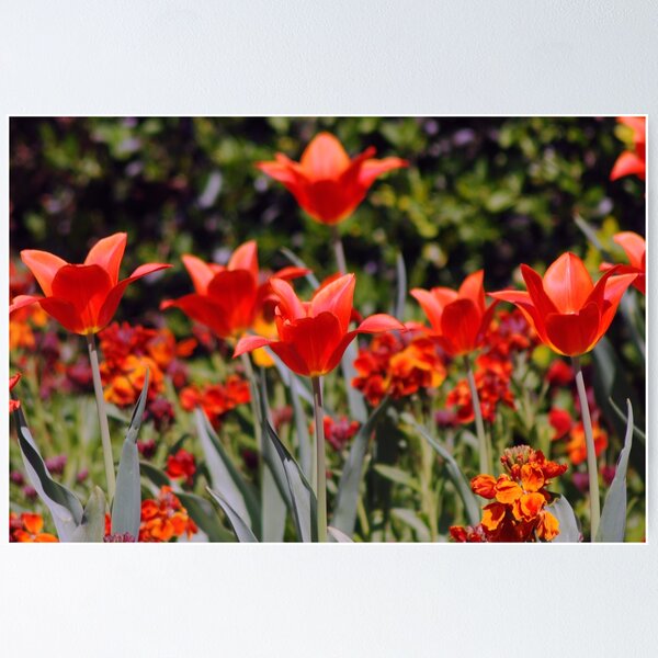 Item preview, Red Tulips designed and sold by sjlphotography.