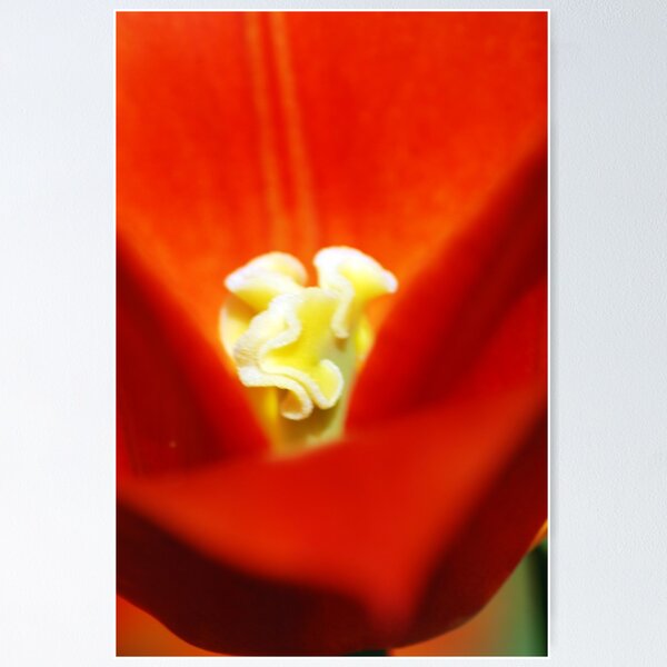 Item preview, Scarlet Poppy designed and sold by sjlphotography.