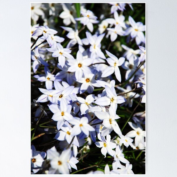 Item preview, Daisy Chain designed and sold by sjlphotography.