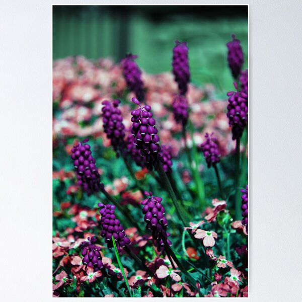 Item preview, Pretty in Pink designed and sold by sjlphotography.