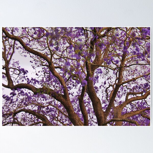 Item preview, Jacaranda  designed and sold by MyPerspective.