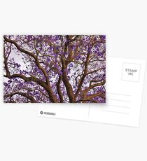 Jacaranda Postcards