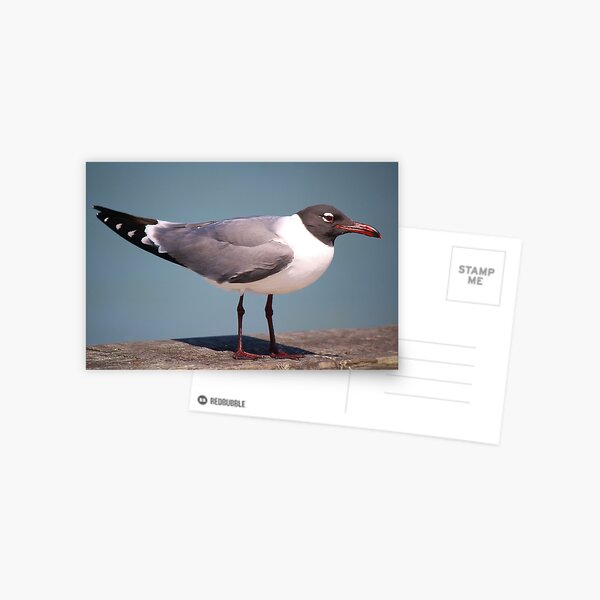 Item preview, Laughing Gull Up Close designed and sold by Paulette1021.