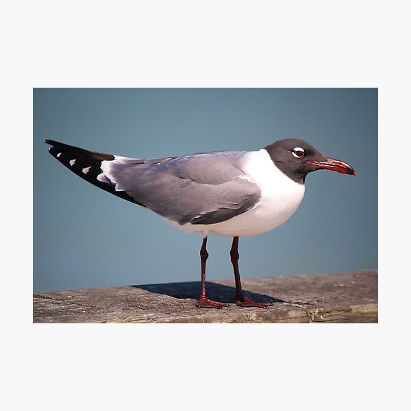 Item preview, Laughing Gull Up Close designed and sold by Paulette1021.