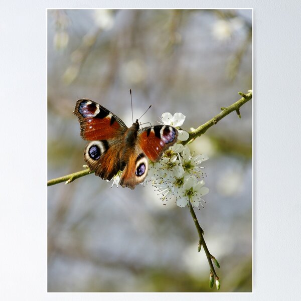 Item preview, Peacock Butterfly designed and sold by Roger Hall.