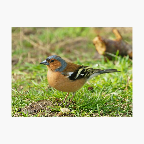 Artikelvorschau, Chaffinch entworfen und verkauft von Roger Hall.