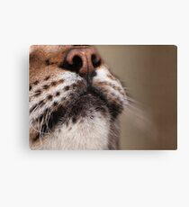 Lynx (profile) Canvas Print