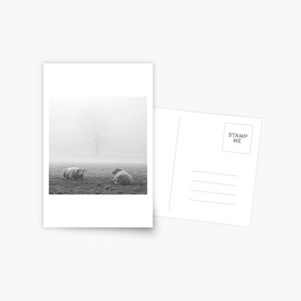 Sheep in the Fog, Wramplingham Postcard
