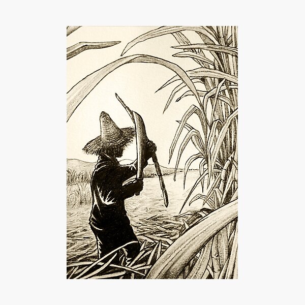 Worker Cutting Sugar Cane Pencil Hand Drawing Vintage Style Photographic Print