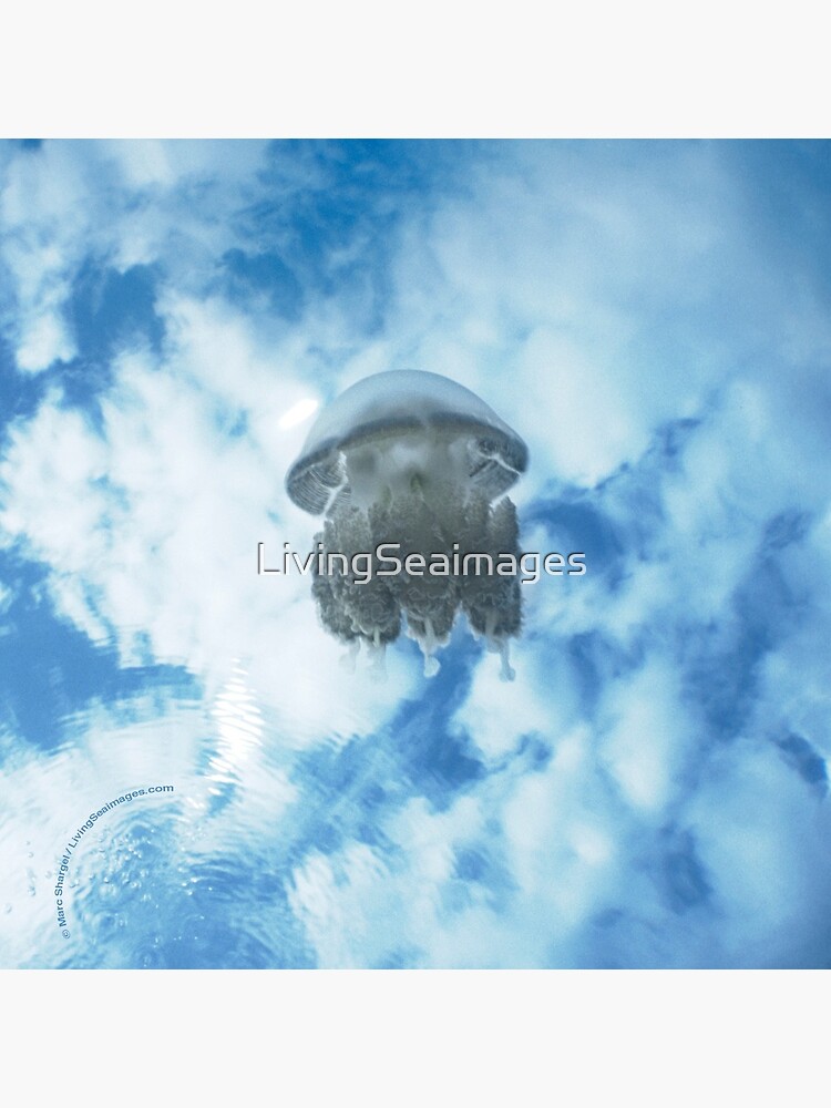 Jelly in Jellyfish Lake, Palau by LivingSeaimages